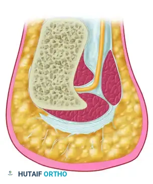 Cross-sectional anatomy of heel along course of first branch of lateral plantar nerve