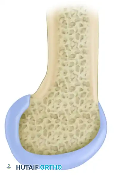 Posterior Cruciate Ligament: Anatomy, Biomechanics & Surgery