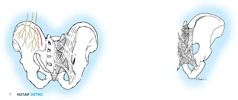 Hutaifortho's Orthopaedic Diagram