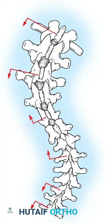 Hutaifortho's Orthopaedic Diagram