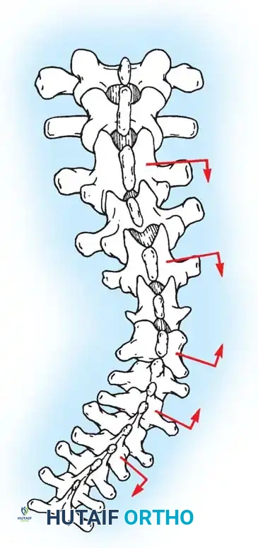Hutaifortho's Orthopaedic Diagram