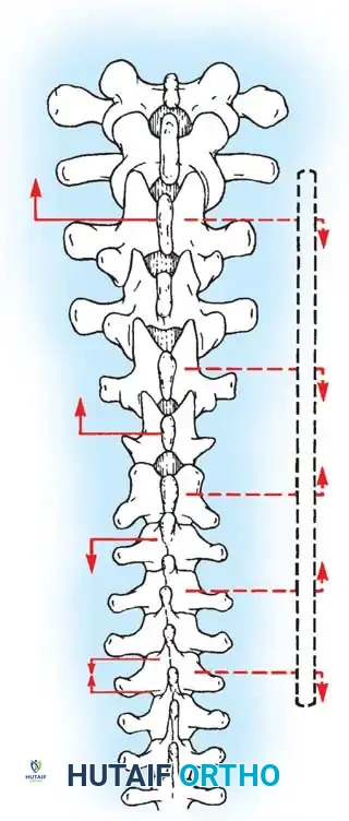 Hutaifortho's Orthopaedic Diagram