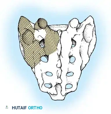 Hutaifortho's Orthopaedic Diagram