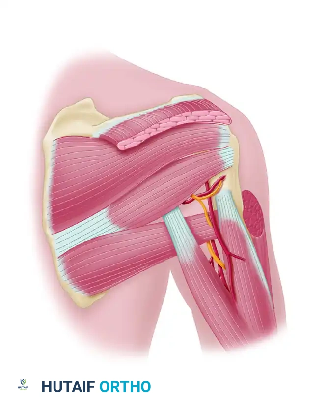 Infraspinatus muscle