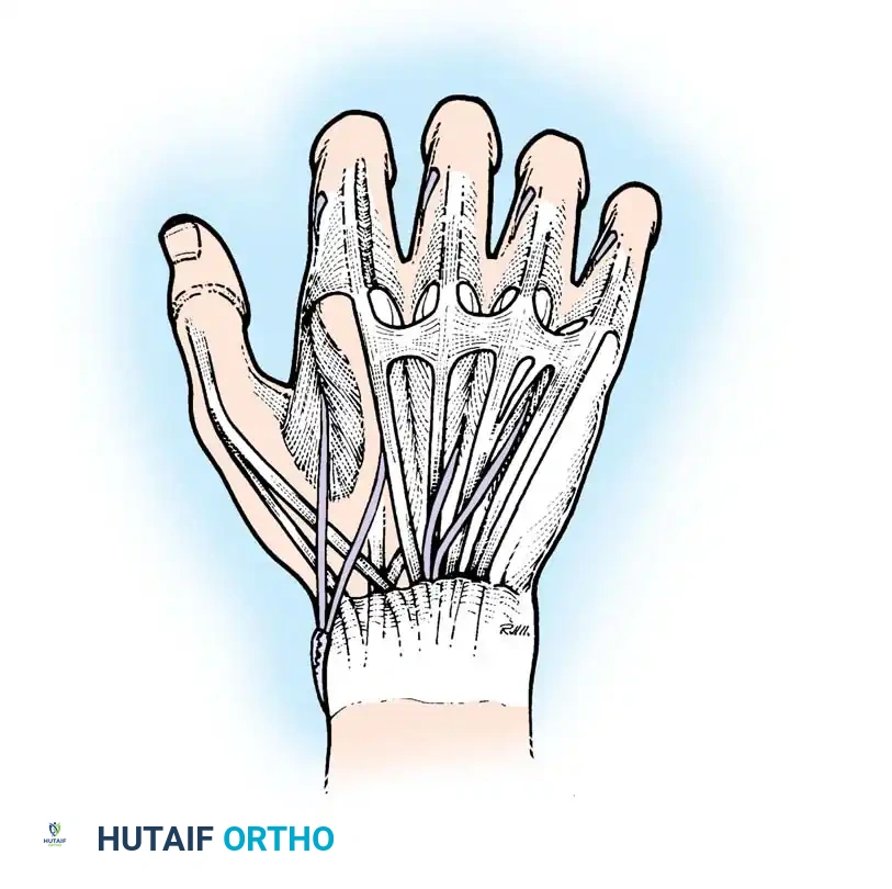 Palmaris longus and plantaris graft to index and middle fingers