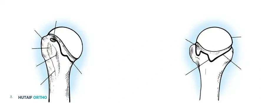 Superior glenohumeral ligament