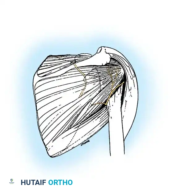 Hutaifortho's Orthopaedic Diagram