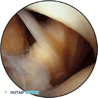 Hutaifortho's Orthopaedic Diagram