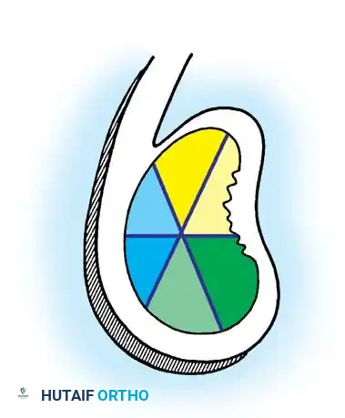 Hutaifortho's Orthopaedic Diagram