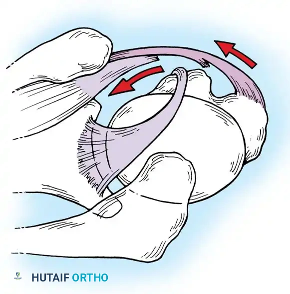 Hutaifortho's Orthopaedic Diagram