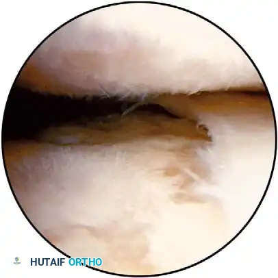 Hutaifortho's Orthopaedic Diagram