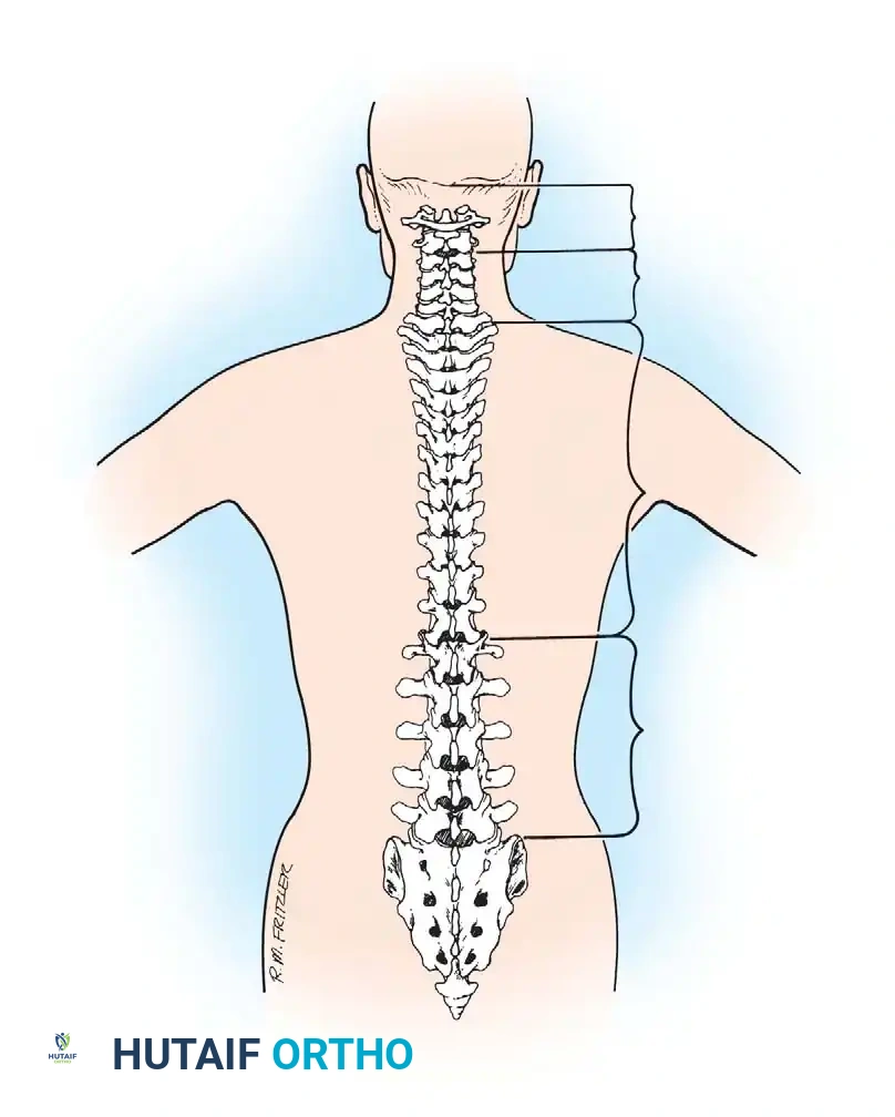 Comprehensive Spinal Anatomy and Surgical Approaches: An Advanced Operative Guide