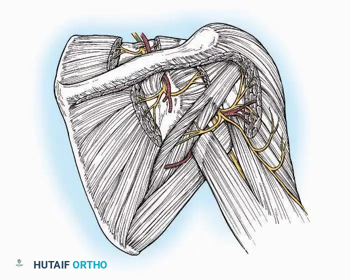 Hutaifortho's Orthopaedic Diagram