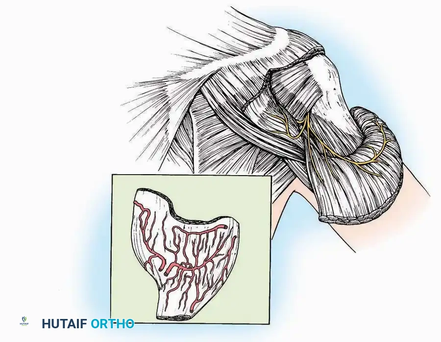 Hutaifortho's Orthopaedic Diagram