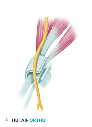 Superficial branch radial nerve