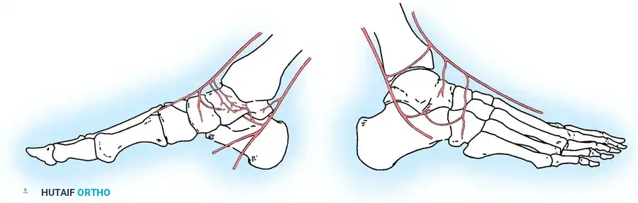 Extraosseous arterial supply to talus