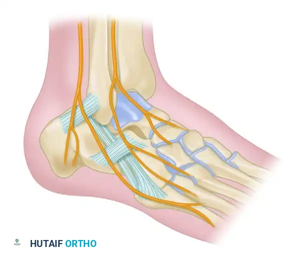 توضيح مسار الأعصاب وحمايتها أثناء الجراحة