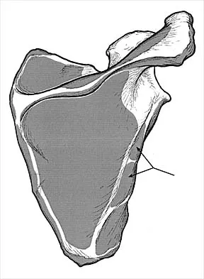 Anatomy 2000 Practice Questions: Set 1 (Solved) - Figure 15