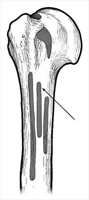 Anatomy 2000 Practice Questions: Set 1 (Solved) - Figure 3