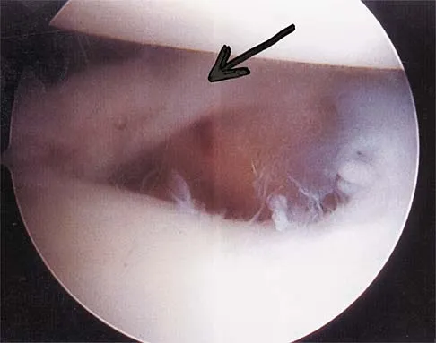 Anatomy 2002 Practice Questions: Set 1 (Solved) - Figure 2