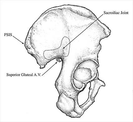 Anatomy Board Review 2002: High-Yield MCQs (Set 2) - Figure 14