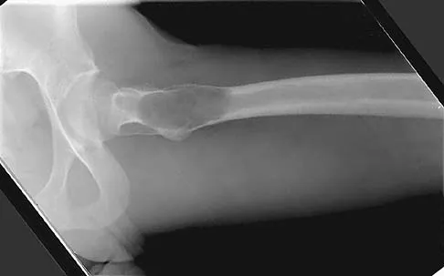 Anatomy 2005 Practice Questions: Set 3 (Solved) - Figure 13