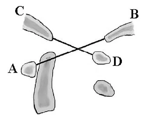 Anatomy Board Review 2005: High-Yield MCQs (Set 4) - Figure 13