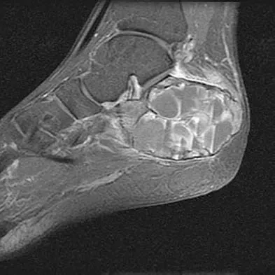 Anatomy Board Review 2005: High-Yield MCQs (Set 4) - Figure 20