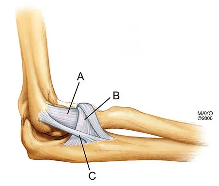 Anatomy Board Review 2008: High-Yield MCQs (Set 2) - Figure 13