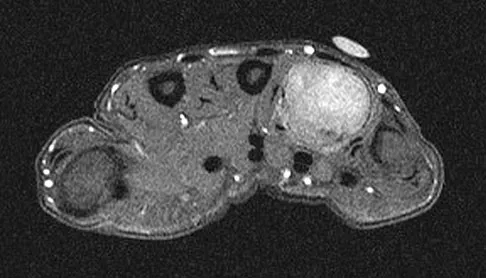 Anatomy 2008 Practice Questions: Set 3 (Solved) - Figure 7
