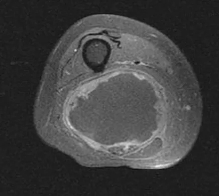 Anatomy Board Review 2008: High-Yield MCQs (Set 4) - Figure 3