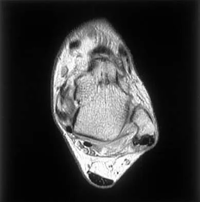 Anatomy 2026 MCQs: Board Review Questions & Answers (Part 1) - Figure 15