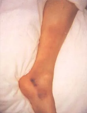 Anatomy 2026 MCQs: Board Review Questions & Answers (Part 2) - Figure 11