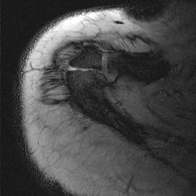 Anatomy 2026 MCQs: Board Review Questions & Answers (Part 2) - Figure 141