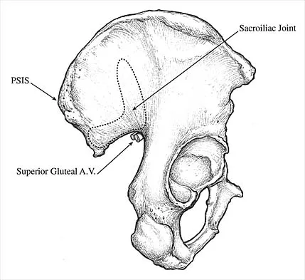 Anatomy 2026 MCQs: Board Review Questions & Answers (Part 2) - Figure 51