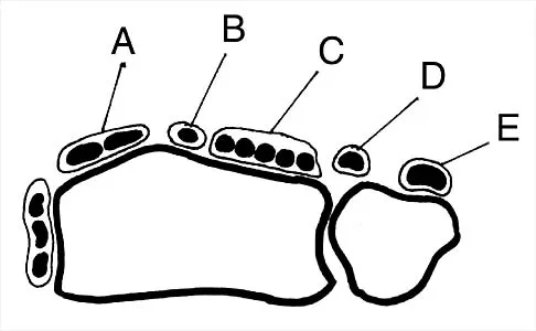 Anatomy 2026 MCQs: Board Review Questions & Answers (Part 3) - Figure 23