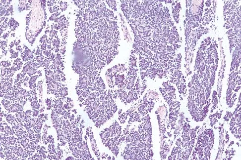 Basic Science 2000 Practice Questions: Set 1 (Solved) - Figure 3