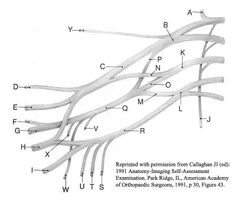 General Orthopedics 2026 Practice Questions: Set 1 (Solved) - Figure 95