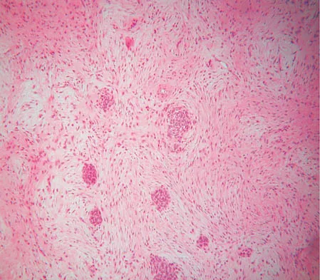 General Orthopedics 2026 Practice Questions: Set 15 (Solved) - Figure 33