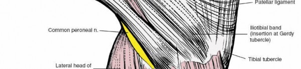 Illustration 159 for Mastering Knee Approaches: Spotlight on Superficial Medial Ligament