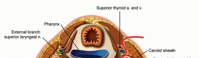 Cervical Disc Arthroplasty: Anatomy & Surgical Approach Explained
