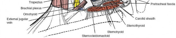 Illustration 275 for Approach to the Lumbar Spine: Mastering Techniques & Anatomy