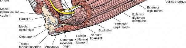 Illustration 6 for Safe Posterior Radius: Mastering Nerve Supply Posterior Anatomy