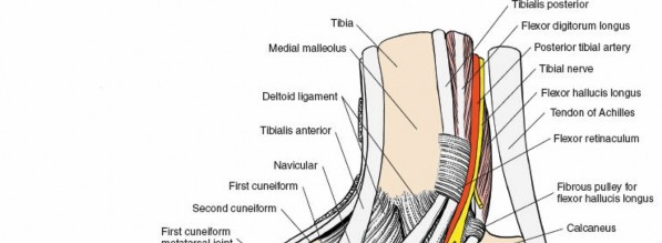 Illustration 5 for Navigate Ankle Surgery: Essential Anatomy for Approaches to the Ankle