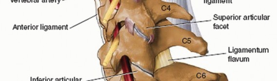 Illustration 25 for Master Techniques for Cervical Fracture Reduction: Type III & More