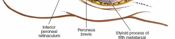 Illustration 192 for Optimized Approaches to the Dorsum of the Foot & Ankle