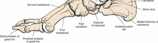 Illustration 146 for Optimized Approaches to the Dorsum of the Foot & Ankle