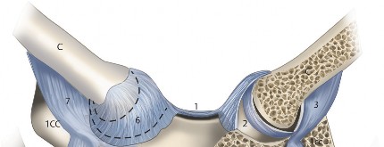 Demystifying Shoulder Girdle Anatomy: Bones, Joints & Movement