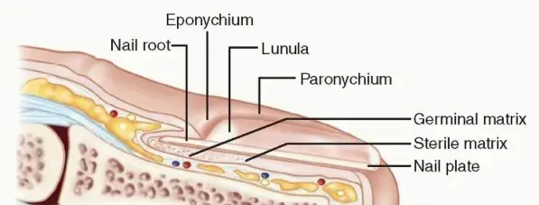 صورة توضيحية لـ تغطية الأنسجة الرخوة لإصابات وبتر أطراف الأصابع: دليلك الشامل للتعافي