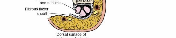 Illustration 164 for Essential Surgical Approaches: Uncover Every Aspect of the Wrist